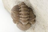 Partial Kainops & Paciphacops Trilobites - Oklahoma #212345-2